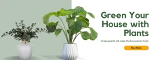 green your office with plants
